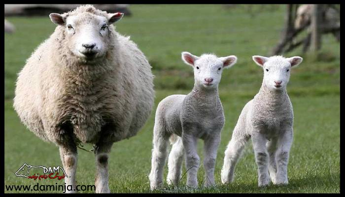 مراقبت های بارداری گاو و گوسفند