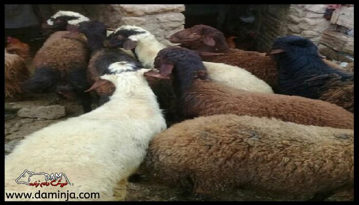 وزن متوسط گوسفند و بره در نژادهای مختلف بختیاری و سنجابی