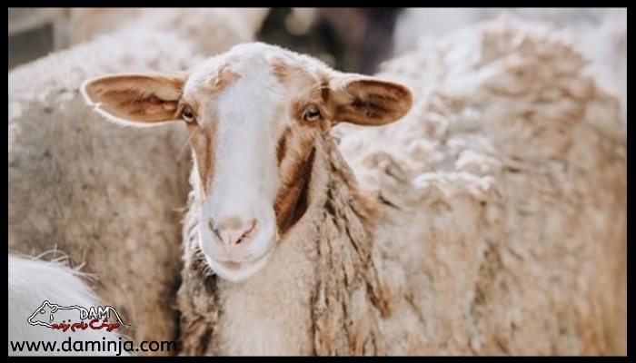 وزن متوسط گوسفند فراهانی، سنگسری، مهربانی و مغانی
