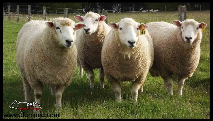 وزن متوسط در نژاد گوسفندان تالشی، بهمنی، شال و قزل