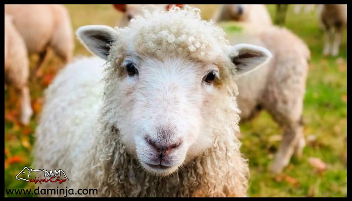 بررسی عادت های بد گوسفندان