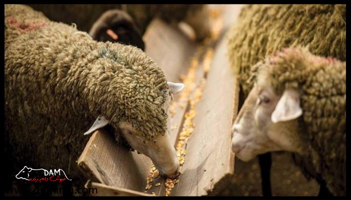 عادت های گوسفندان