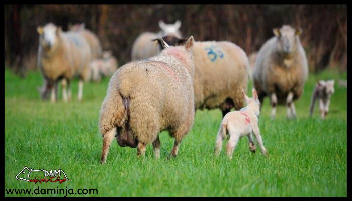 بیماری های گوسفندان به دلیل عادت های بد