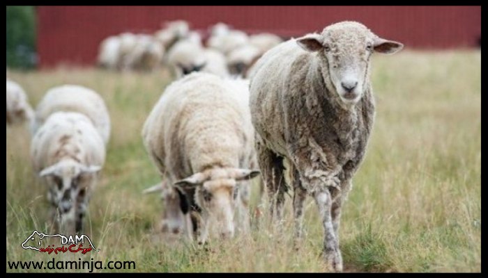 عفونت گوسفندان به دلیل عادت بد