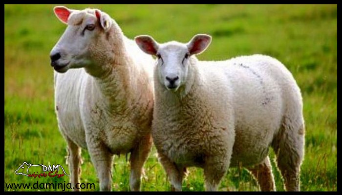 خوردن پلاستیک در گوسفندان از عادات بد آن ها به شمار می رود