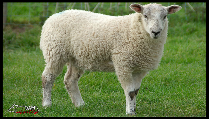 نکات مهم خرید گوسفند زنده