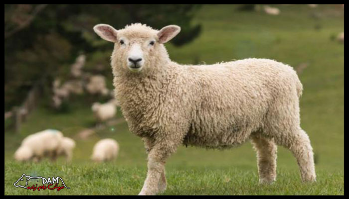 مهمترین نکات خرید گوسفند زنده