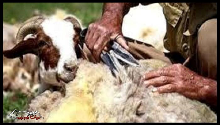 مراحل پشم زنی در گوسفندان