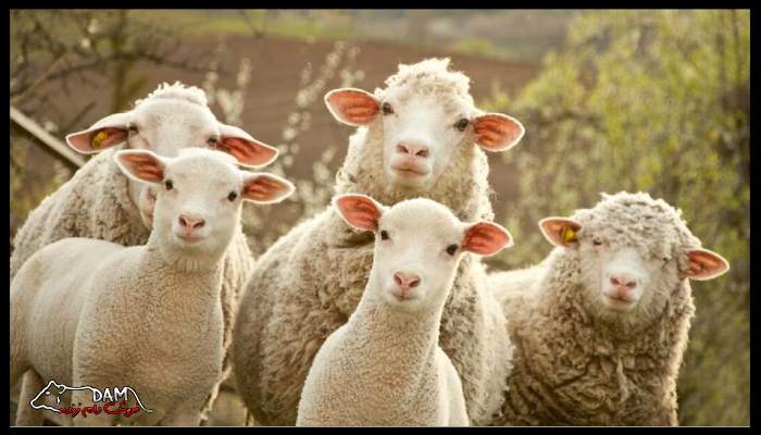 شرایط اقلیمی در پرورش گوسفند