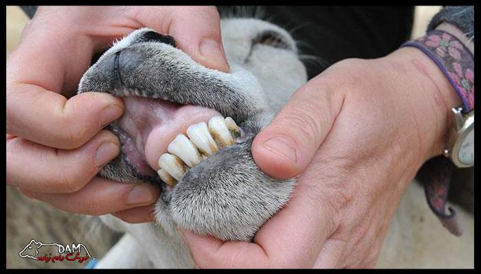 تشخیص سن گوسفندان از روی دندان