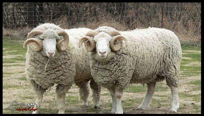 روش های تشخیص سن گوسفند