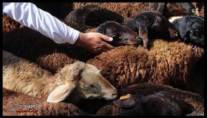 احکام قربانی کردن گوسفند در عید قربان