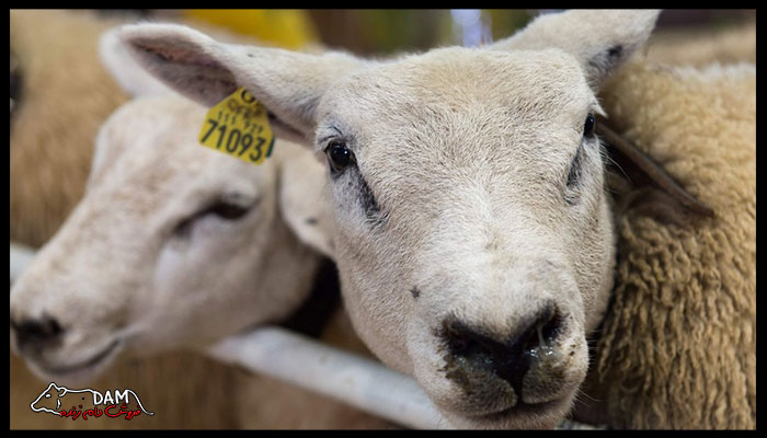 عوامل موثر در قیمت گوسفند زنده