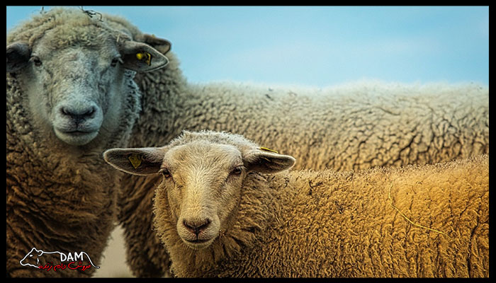 عوامل تاثیرگذار در قیمت انواع گوسفند زنده