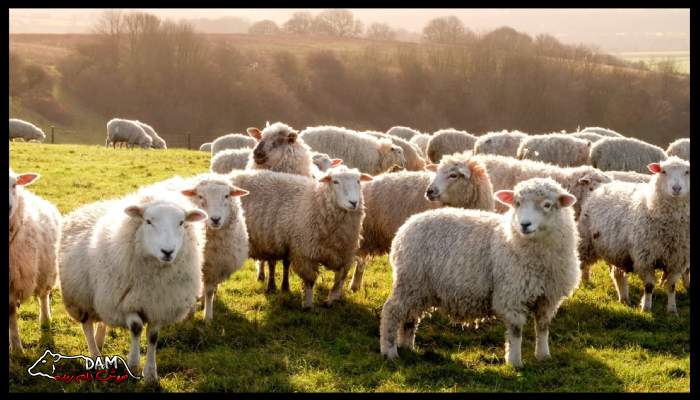 عوامل موثر بر طول عمر گوسفند