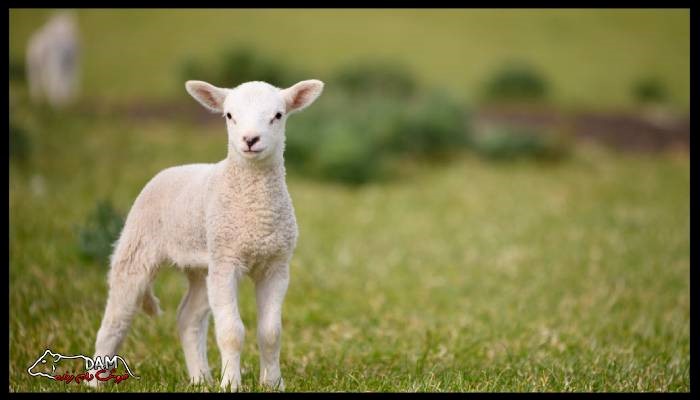 تعداد زایمان گوسفندان در طول سال