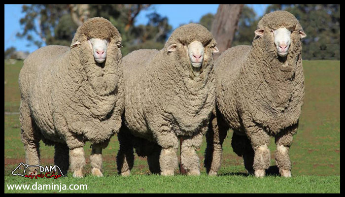 ویژگی ها و خواص پشم گوسفند