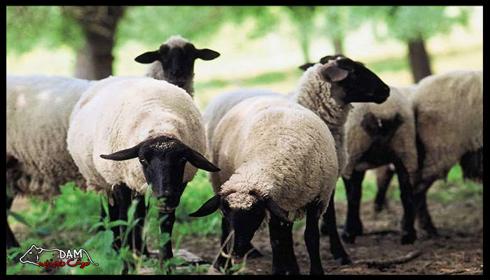 آشنایی با انواع گوسفند شیرده