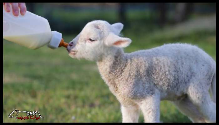 زود شیرگیری گوسفند 