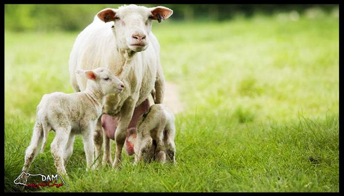 زود از شیر گرفتن گوسفند
