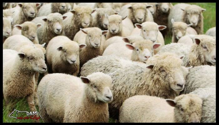 وزن گوسفند از عوامل تاثیرگذار در قیمت آن