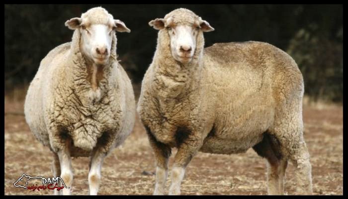 وزن میانگین گوسفند و تاثیر آن در قیمت نهایی گوسفند