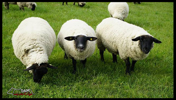 وزن واقعی گوسفندان و تاثیر آن در قیمت