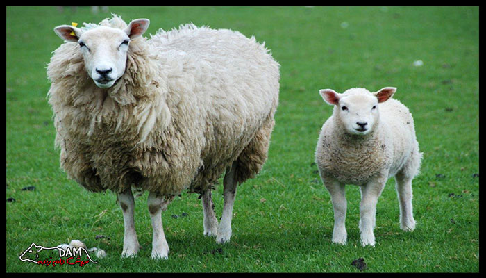 عوامل مهم در تعیین وزن انواع گوسفند