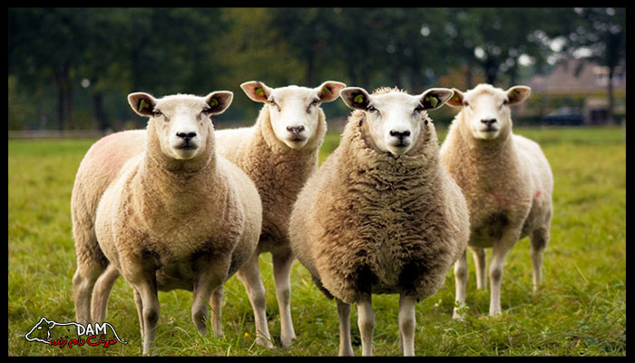 تعیین وزن گوسفند در نژادهای مختلف