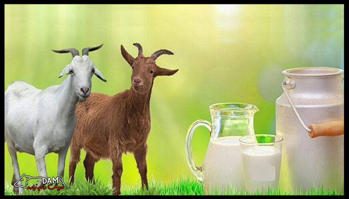 تفاوت شیر بز و گوسفند