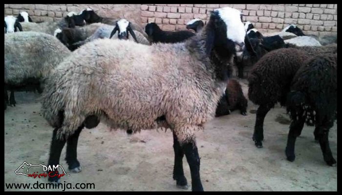 سن مناسب برای ذبح گوسفند از نظر کیفیت گوشت