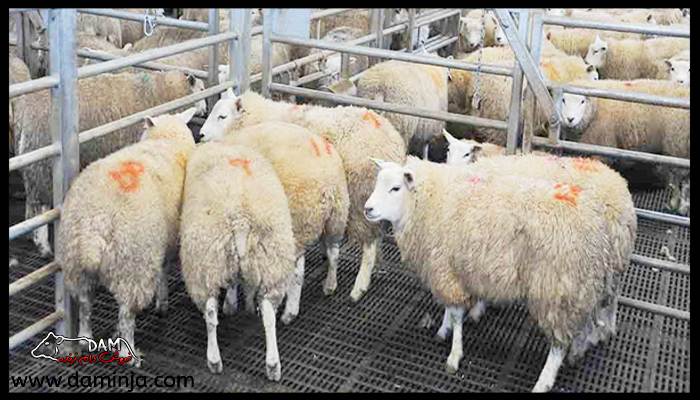 تشخیص سن مناسب برای ذبح گوسفند توسط دامداران